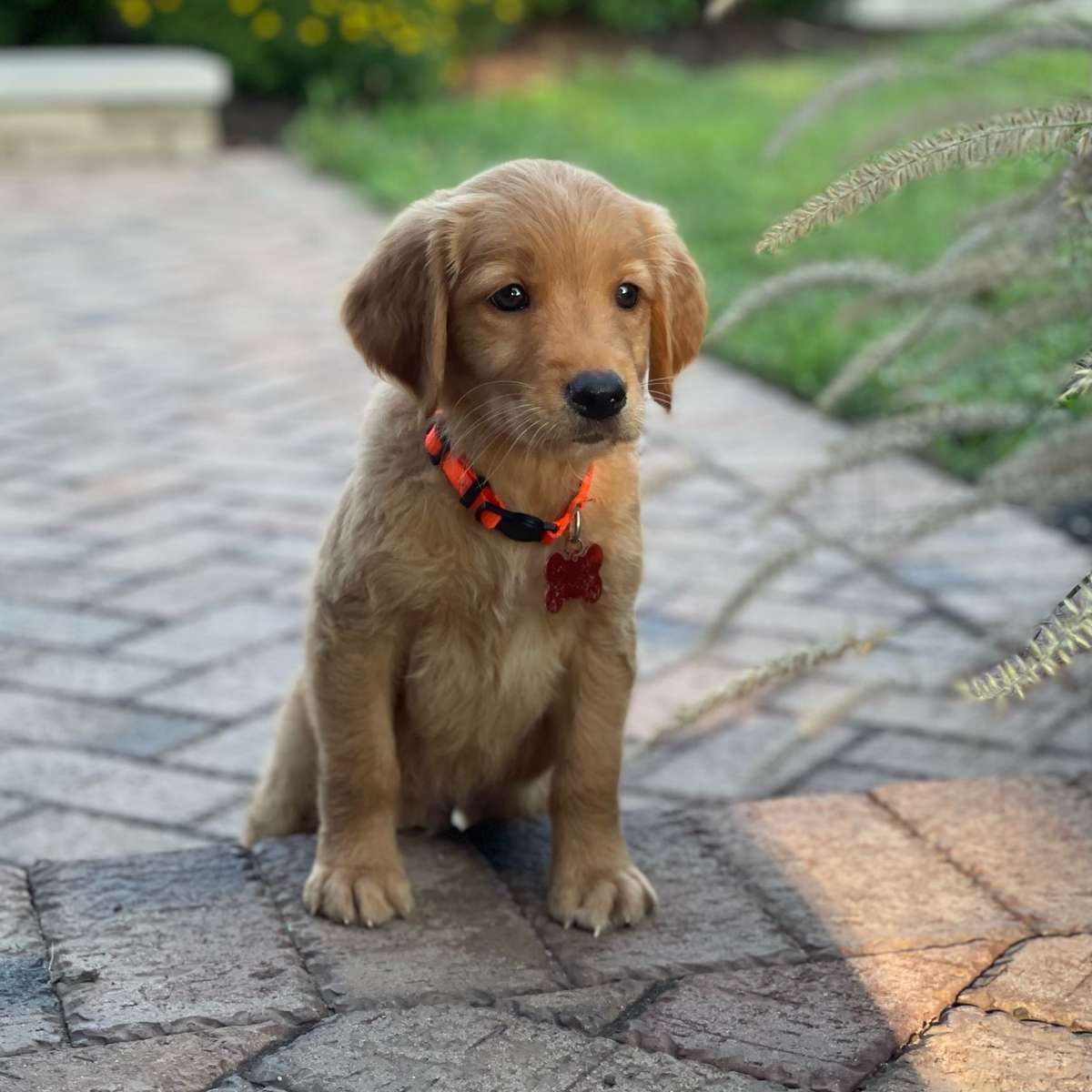 Intro Golden Retriever Puppy in Indiana