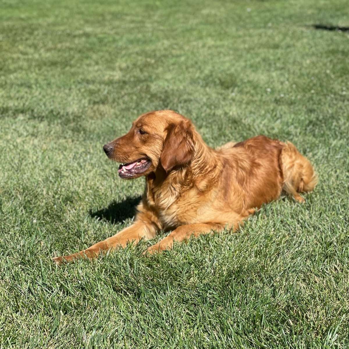 Field Goldens Field Golden Retrievers in Indiana