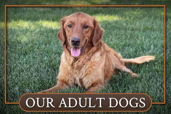 Our Adults at Sunnyside Meadows Our Adults at Sunnyside Meadows