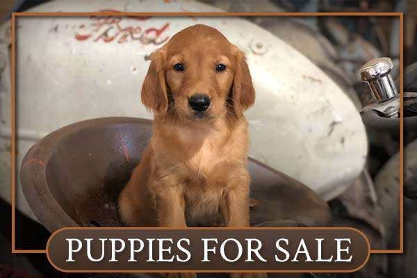 Available Puppies at Sunnyside Meadows Available Puppies at Sunnyside Meadows