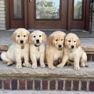 Ethically Raised Puppies Golden Retriever Puppies for sale in Wolcott, Indiana